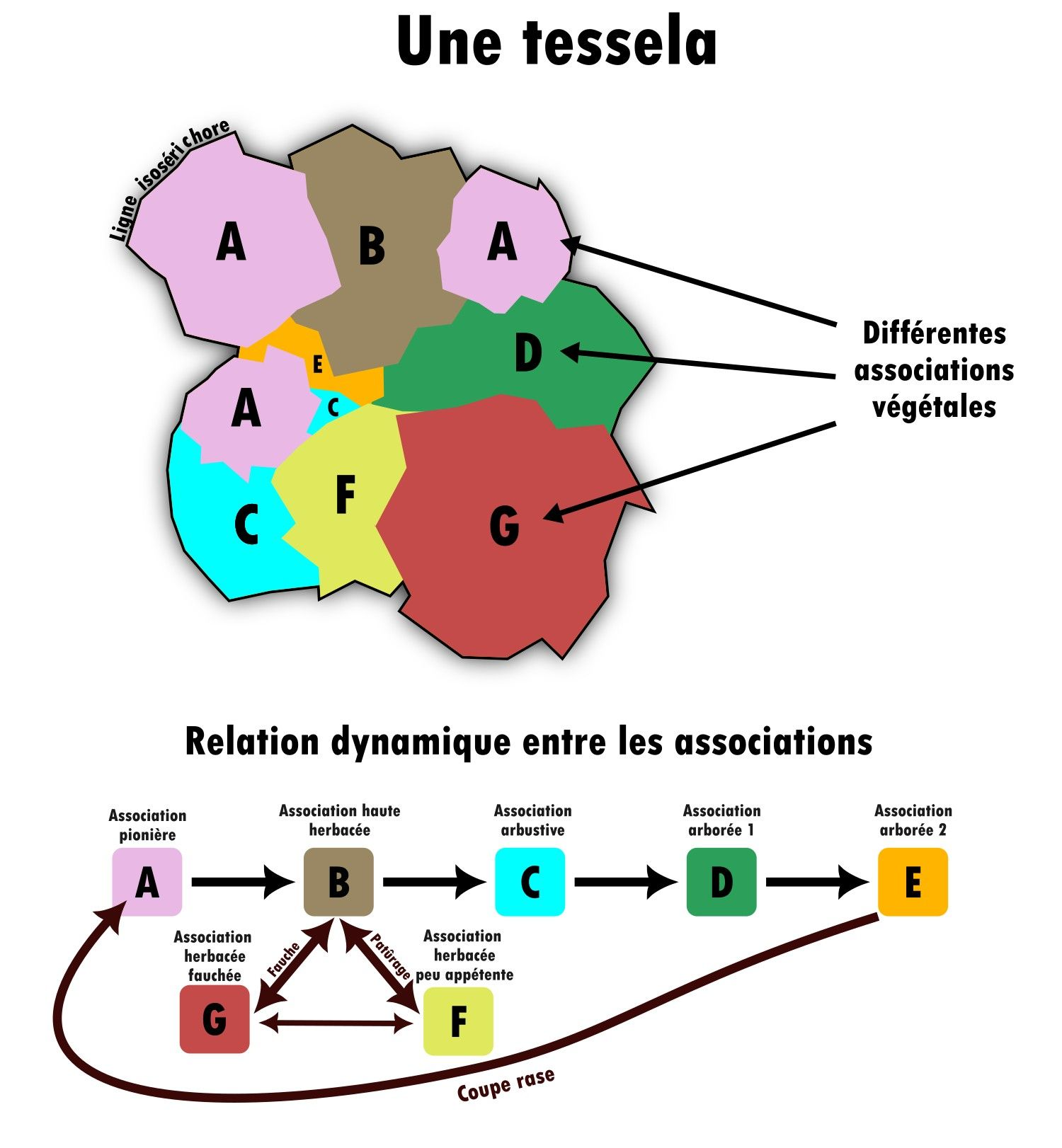 Tessela.png
